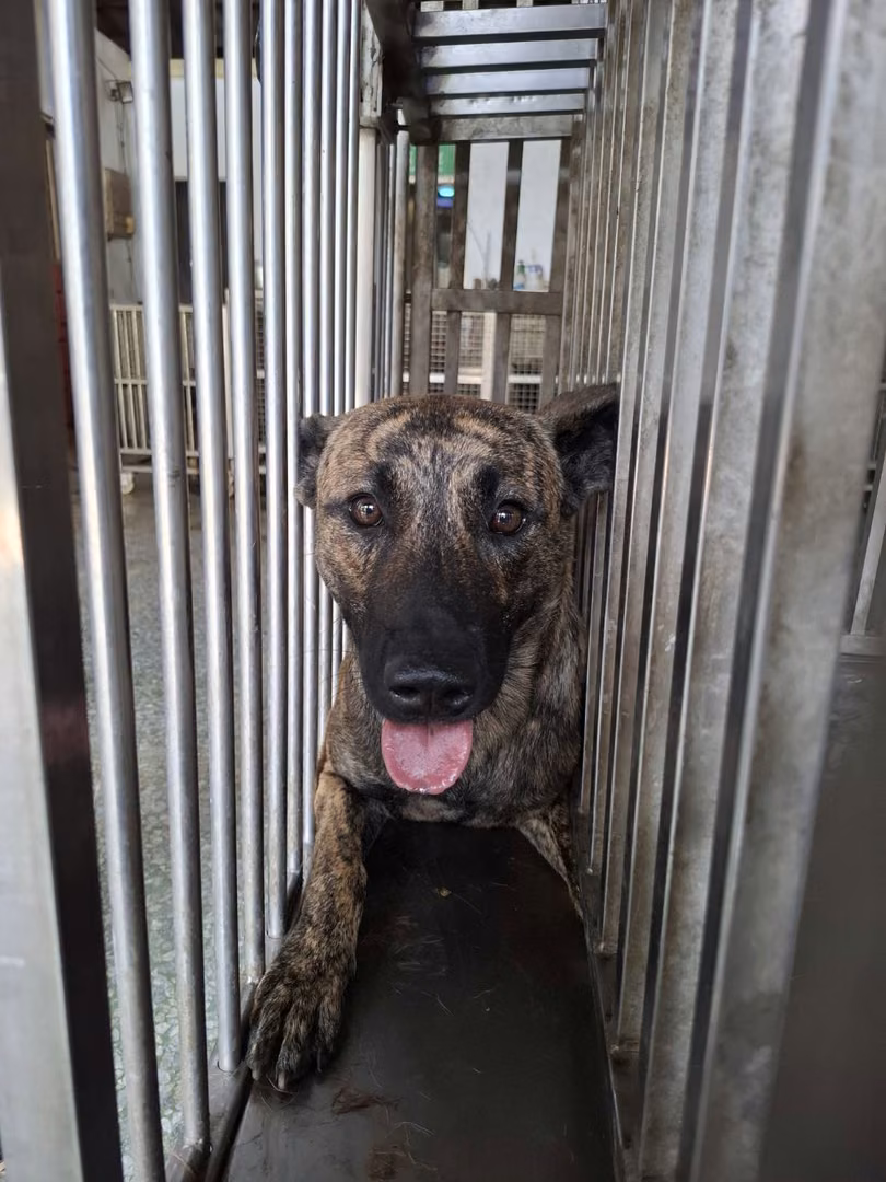 Tabby adult male mixed-breed dog, Large, shelter no. …0-04