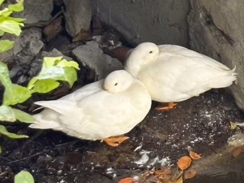 White adult male 鴨, Small, shelter no. …5002