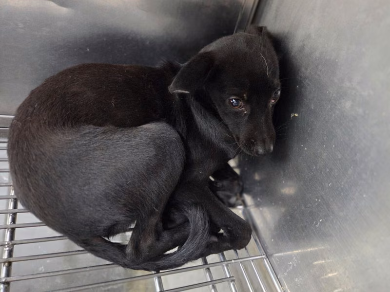Black young female mixed-breed dog, Small, shelter no. …1706