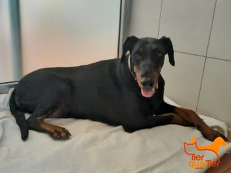Black-and-brown adult female Dobermann, shelter no. …3300