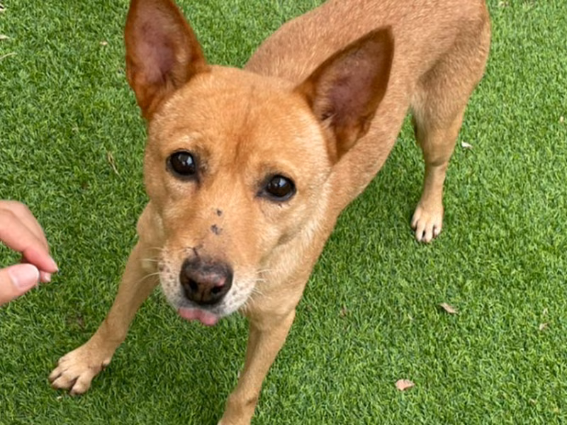 Tan adult female mixed-breed dog, Medium, shelter no. …5002