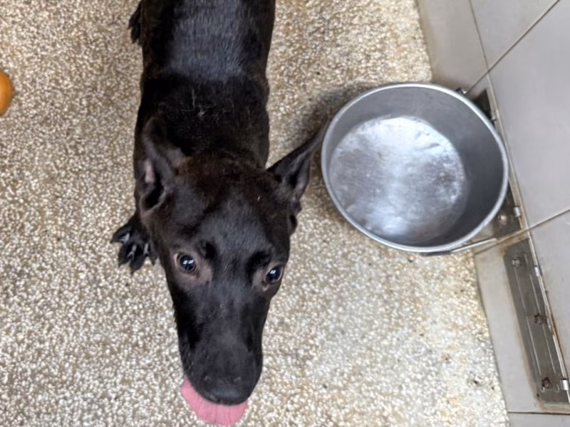 Black young female mixed-breed dog, Small, shelter no. …12Q6