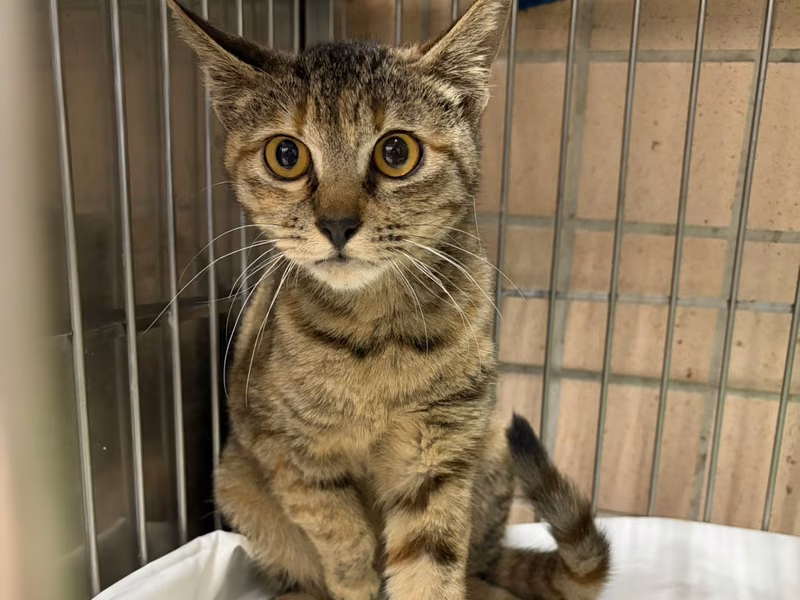 Tabby young female mixed-breed cat, Medium, shelter no. …9003