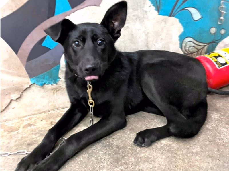 Black young male mixed-breed dog, Medium, shelter no. …6001