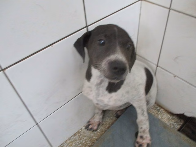 Patched young male mixed-breed dog, Medium, shelter no. …0329