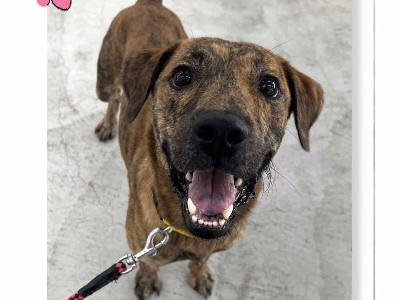 Tabby adult male mixed-breed dog, Medium, shelter no. …1003