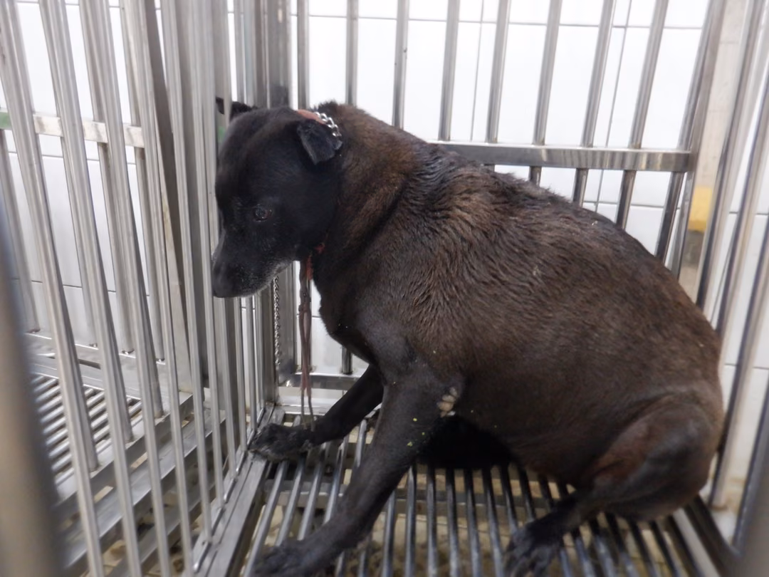 Black adult female mixed-breed dog, Medium, shelter no. …7716