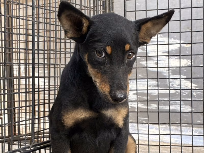 Black-and-tan young female mixed-breed dog, Small, shelter no. …2001