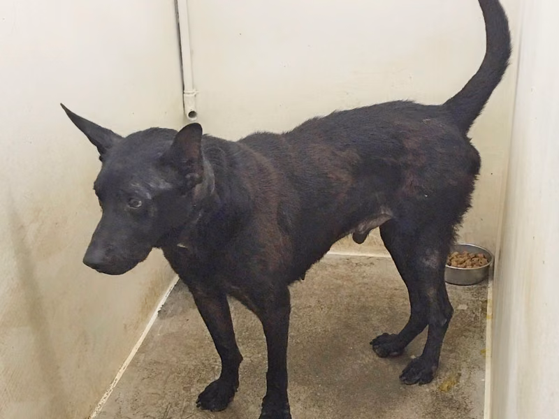 Black adult male mixed-breed dog, Medium, shelter no. …2506