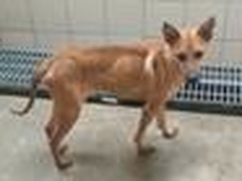 Brown adult male mixed-breed dog, Medium, shelter no. …9009