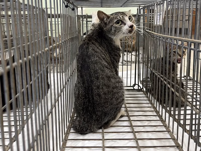 Adult female mixed-breed cat, Small, shelter no. …2C05