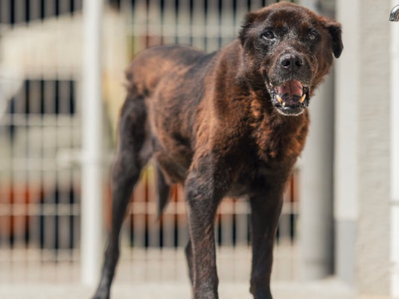Black adult male mixed-breed dog, Large, shelter no. …8004