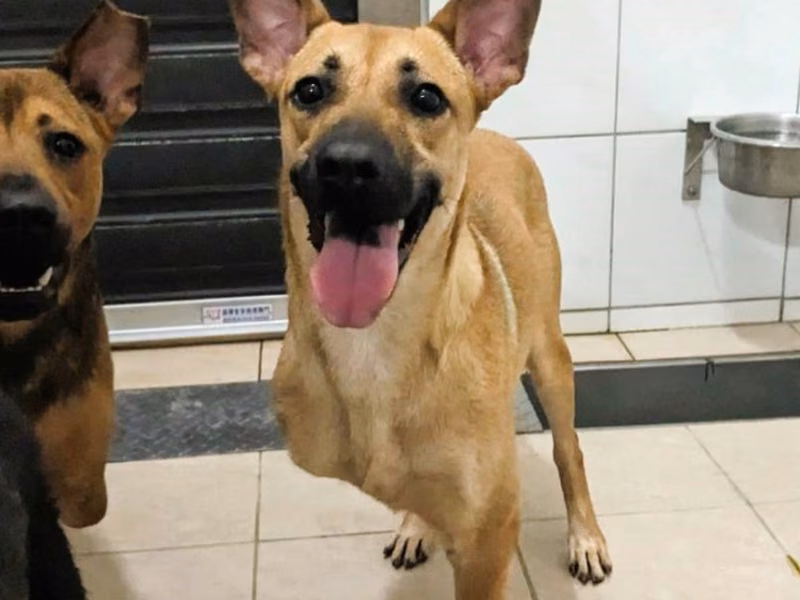 Tan adult female mixed-breed dog, Medium, shelter no. …9002