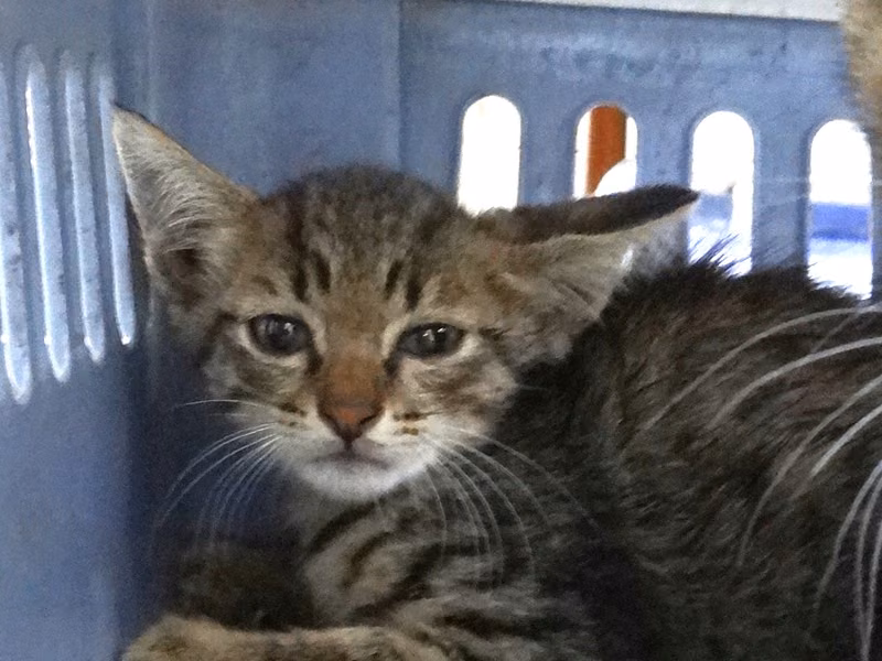 Tabby young mixed-breed cat, Medium, shelter no. …1545
