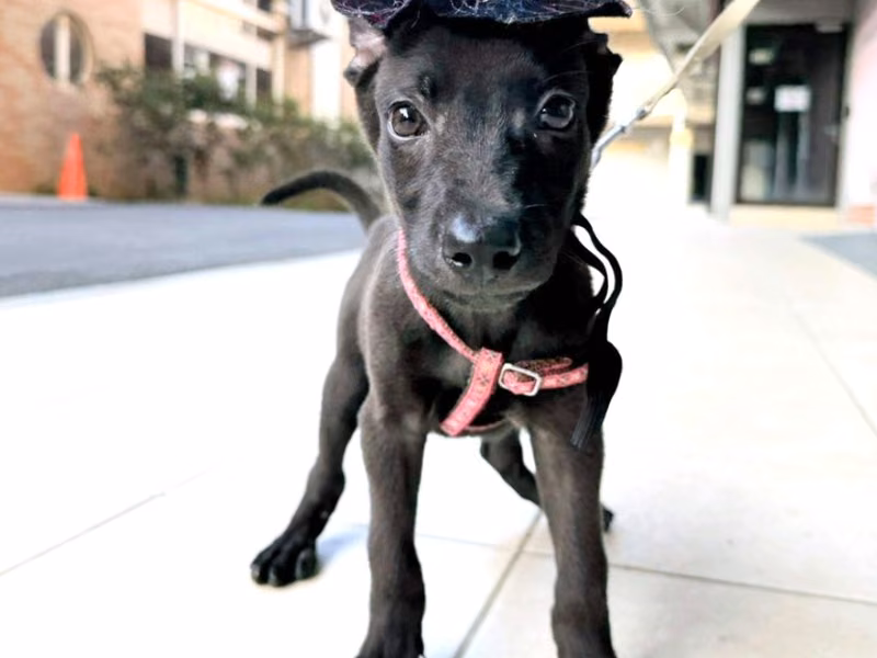 Black young male mixed-breed dog, Small, shelter no. …3005