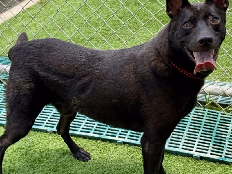 Black adult male mixed-breed dog, Medium, shelter no. …1509