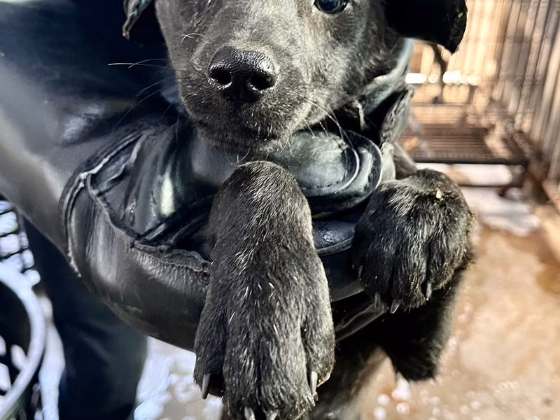 Black tabby young female mixed-breed dog, Small, shelter no. …7005