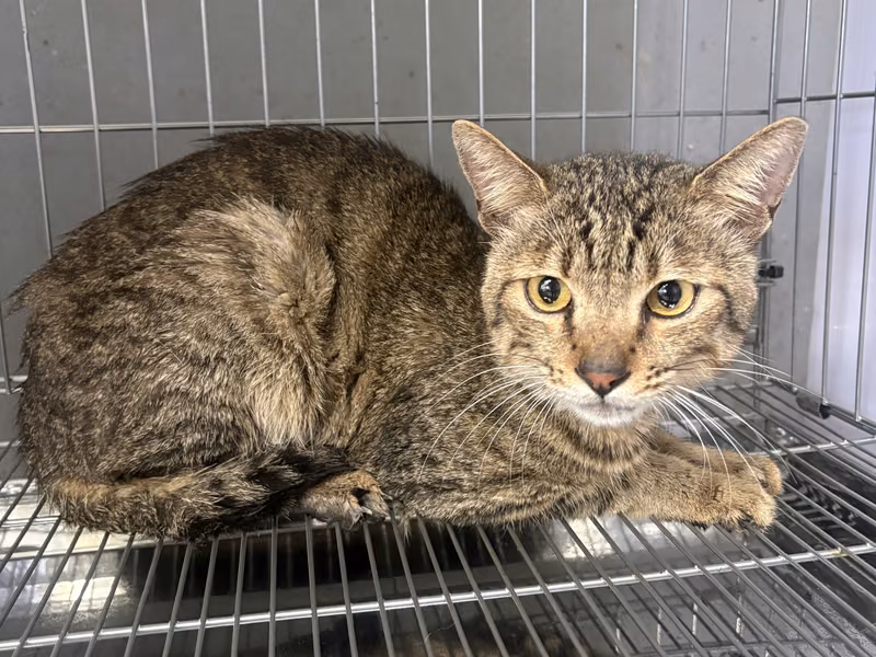 Tabby young female mixed-breed cat, Medium, shelter no. …1001