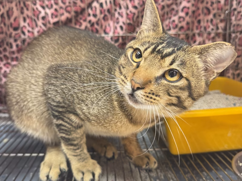 Tabby adult male mixed-breed cat, Small, shelter no. …0004
