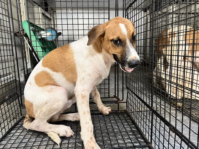 Tan-and-white adult male mixed-breed dog, Medium, shelter no. …9003