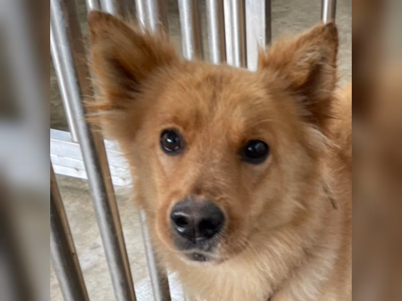 Tan adult male mixed-breed dog, Large, shelter no. …1006