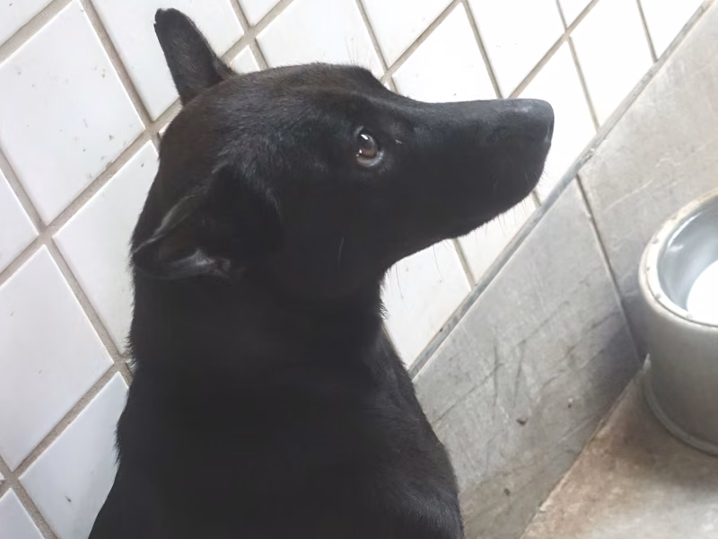 Black adult female mixed-breed dog, Large, shelter no. …0790