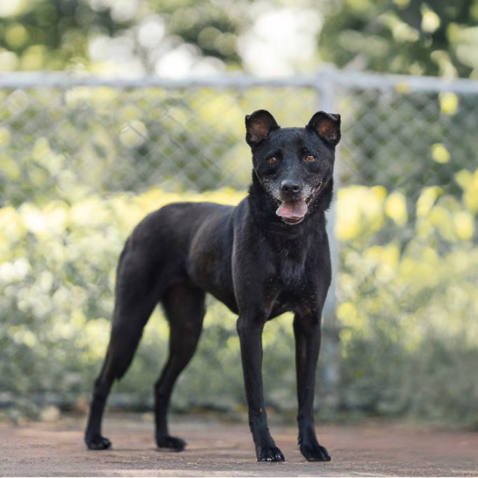 Black adult female mixed-breed dog, Medium, shelter no. …2101
