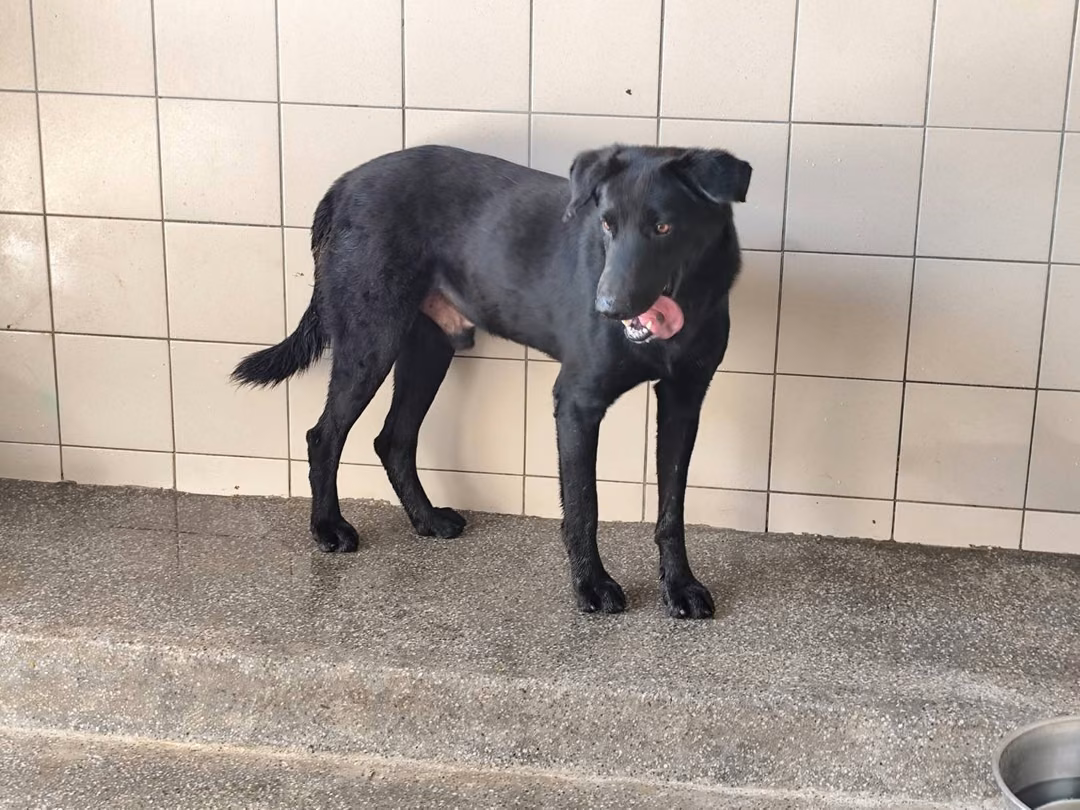 Black adult male mixed-breed dog, Large, shelter no. …2701