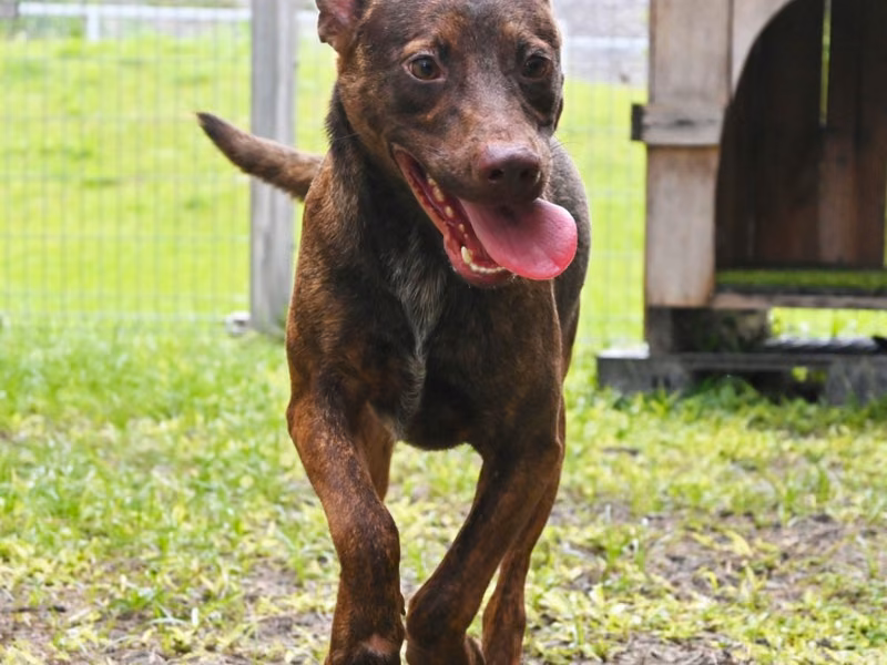 Tabby adult male mixed-breed dog, Medium, shelter no. …2004