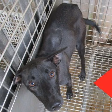 Black adult female mixed-breed dog, Large, shelter no. …1101
