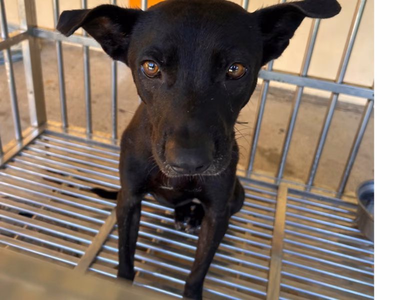 Black adult female mixed-breed dog, Large, shelter no. …8008