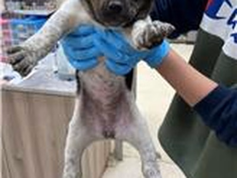 Black-and-tan young male mixed-breed dog, Small, shelter no. …3003