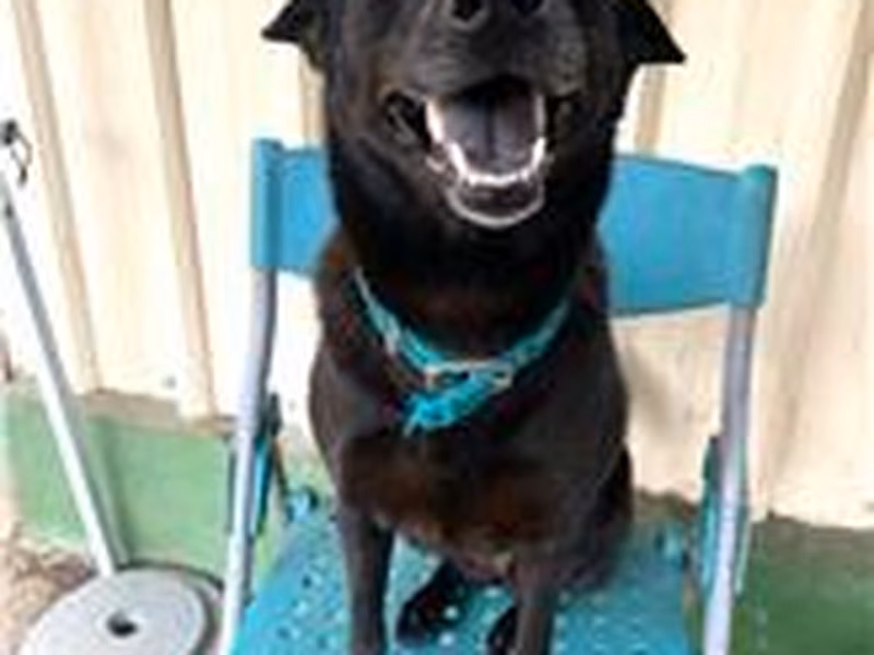 Black adult female mixed-breed dog, Medium, shelter no. …4037