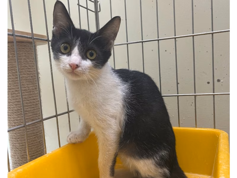 Black-and-white young male mixed-breed cat, Medium, shelter no. …0004