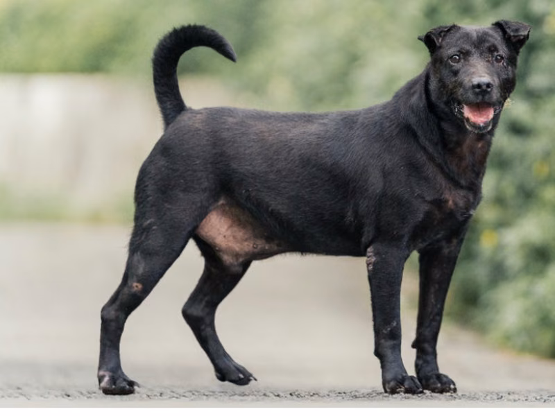 Black adult male mixed-breed dog, Large, shelter no. …6005