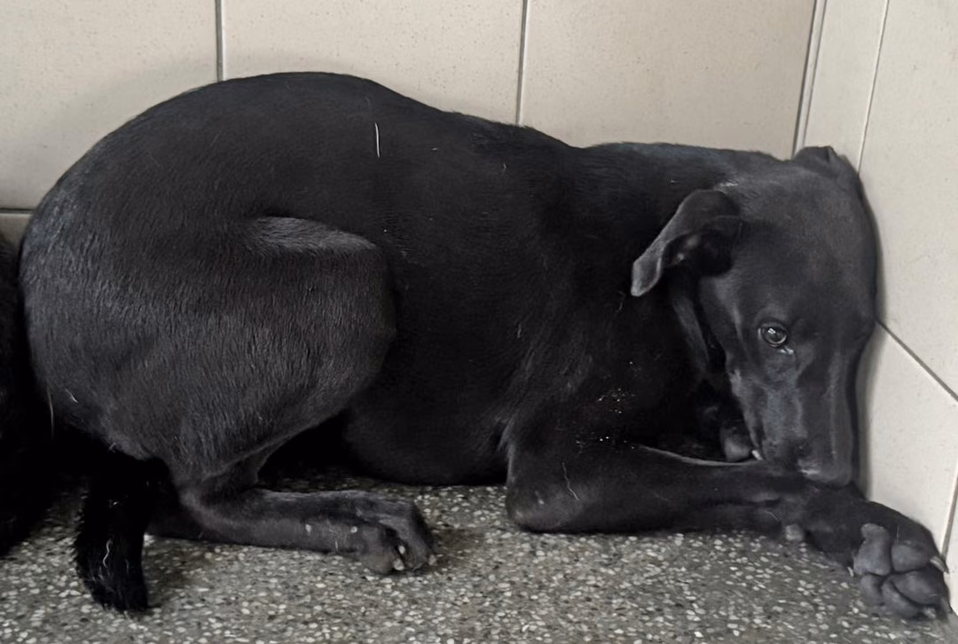 Black young female mixed-breed dog, Large, shelter no. …0303