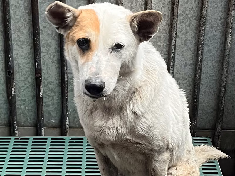 Tan-and-white adult female mixed-breed dog, Medium, shelter no. …5006