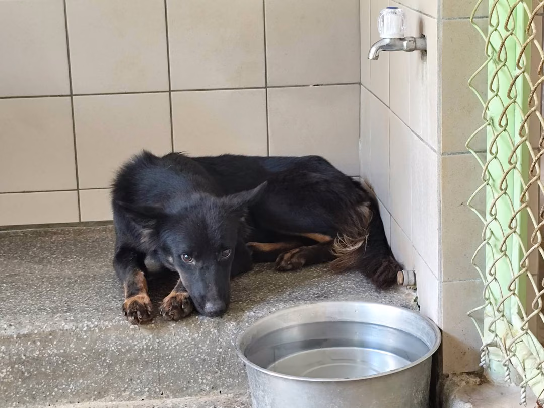 Black adult female mixed-breed dog, Large, shelter no. …0905