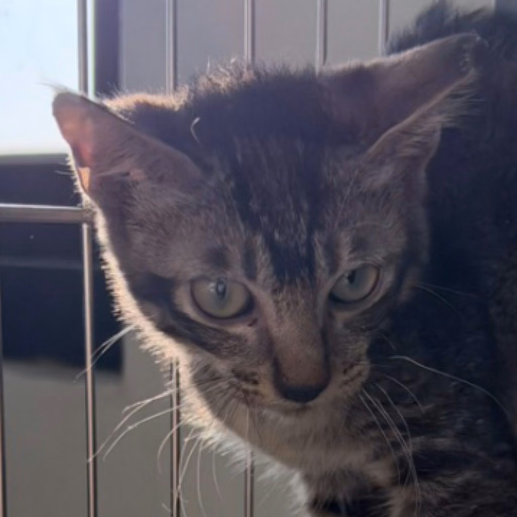 Tabby young male mixed-breed cat, Small, shelter no. …2C09