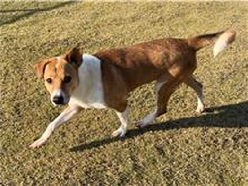 Tan-and-white adult male mixed-breed dog, Medium, shelter no. …5002