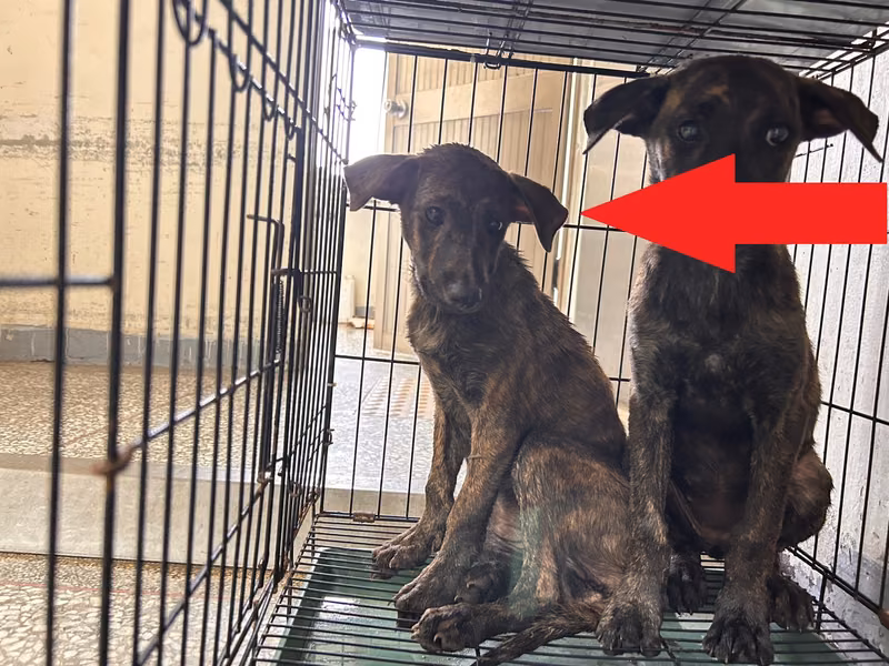 Tan adult female mixed-breed dog, Medium, shelter no. …10-1