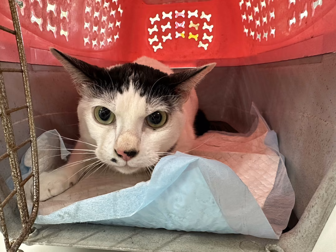 Black-and-white adult male mixed-breed cat, Medium, shelter no. …2602