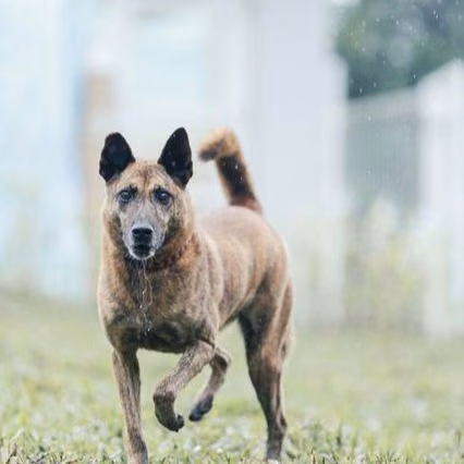 Tabby adult female mixed-breed dog, Large, shelter no. …3003