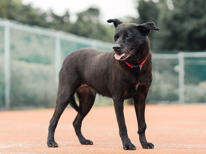 Black adult female mixed-breed dog, Medium, shelter no. …2201