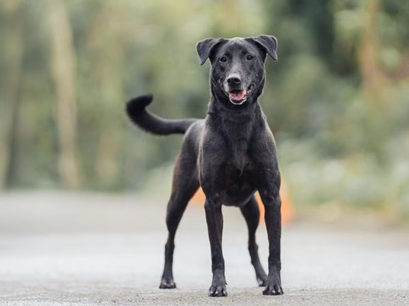 Black adult female mixed-breed dog, Medium, shelter no. …1001