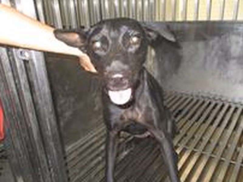 Black adult female mixed-breed dog, Medium, shelter no. …0001