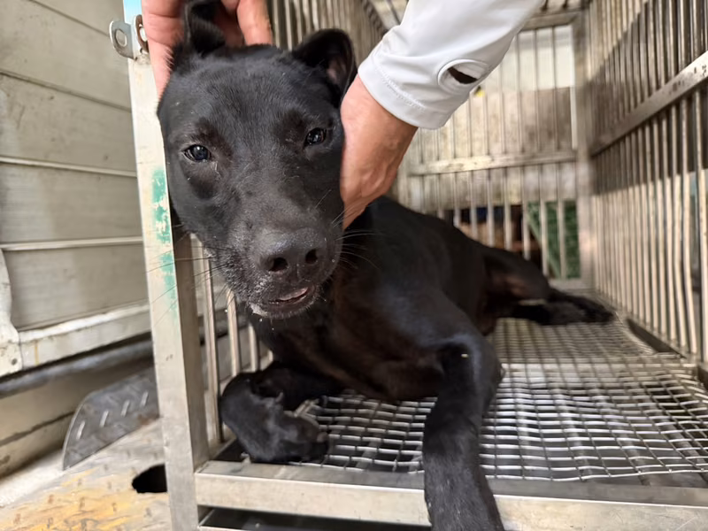 Black adult female mixed-breed dog, Medium, shelter no. …6003