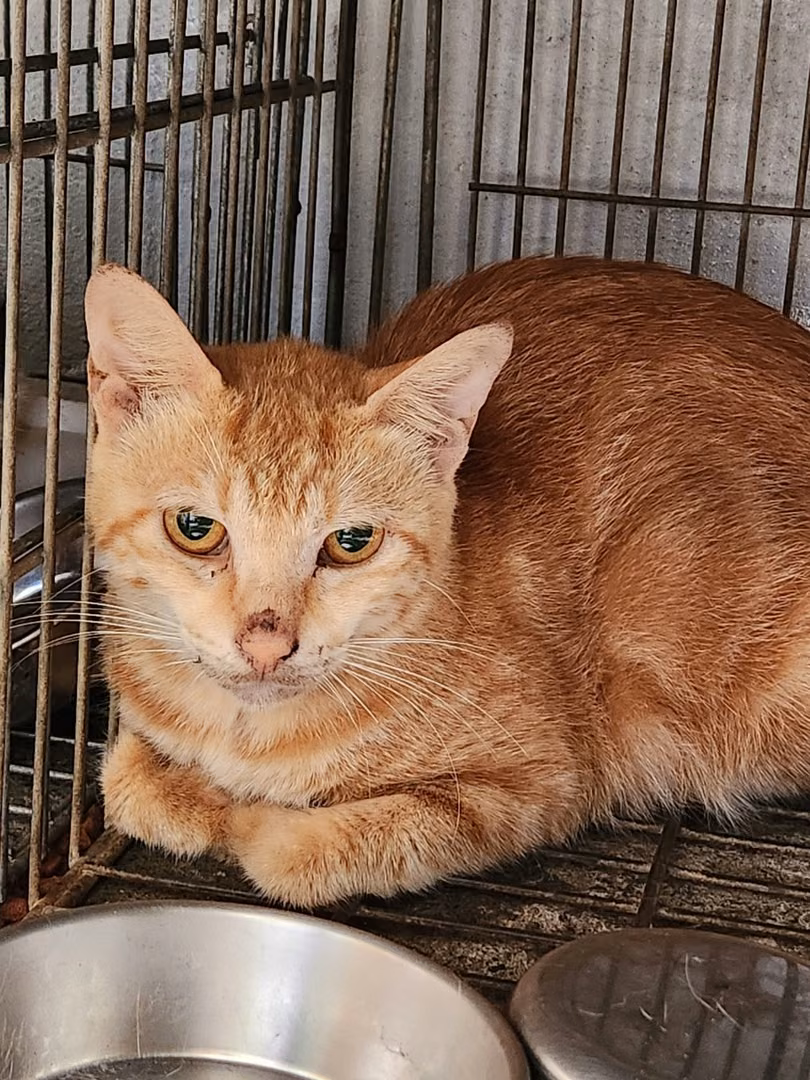 Orange tabby adult female mixed-breed cat, Medium, shelter no. …2004