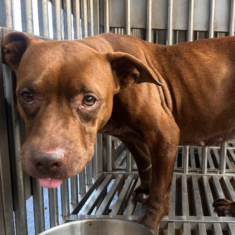 Brown adult female mixed-breed dog, Medium, shelter no. …2902