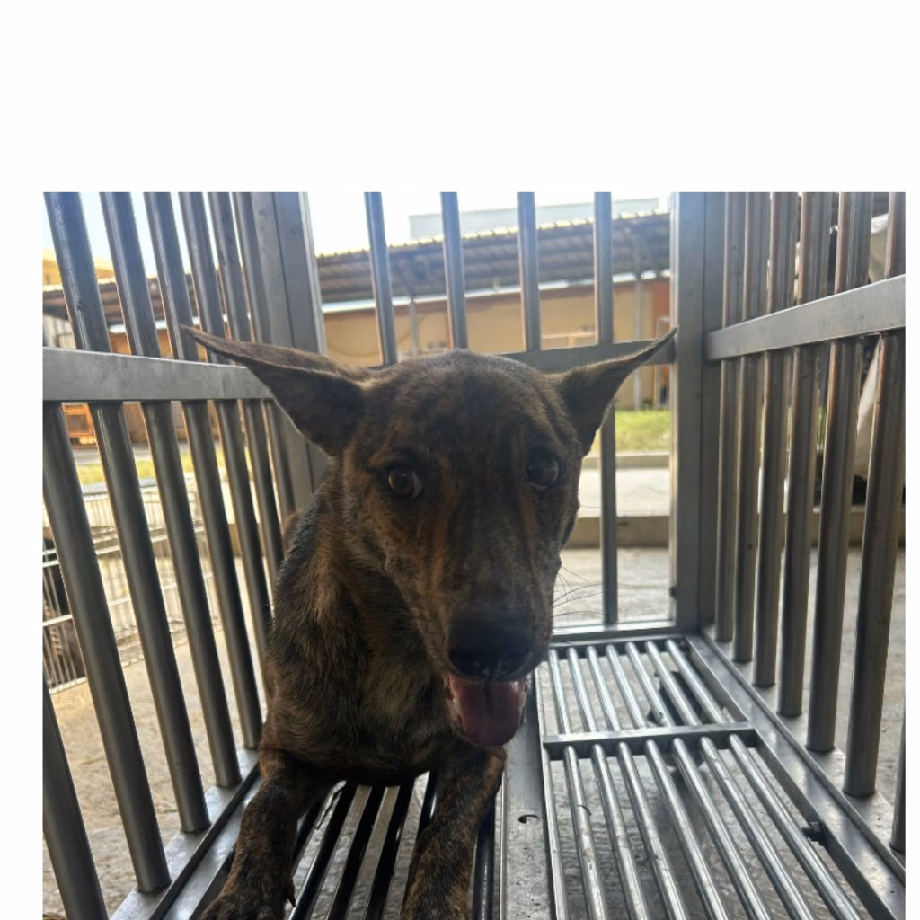 Black tabby adult female mixed-breed dog, Large, shelter no. …9027